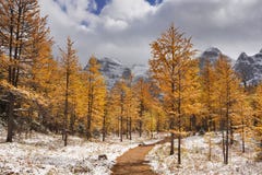Larch trees in fall after first snow, Banff NP, Canada stock photos Larch trees in fall after first snow, Banff NP, Canada stock photos