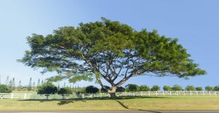 Large acacia or koa tree Kauai royalty free stock image Large acacia or koa tree Kauai royalty free stock image
