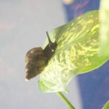 Giant snail on a sheet of dieffenbachia on a mirror background stock image Giant snail on a sheet of dieffenbachia on a mirror background stock image