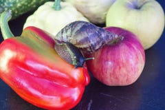 Giant snail crawls from Apple to sweet pepper stock images Giant snail crawls from Apple to sweet pepper stock images