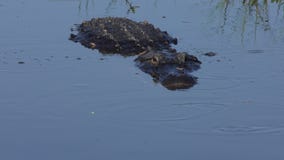 alligator poops wetlands poop