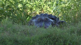 alligator resting poops trail poop