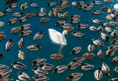 Large Amounts Of Ducks And A Swan Stock Photography Large Amounts Of Ducks And A Swan Stock Photography