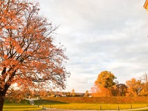 A large beautiful natural tree with a thick trunk sweeping branches, red and yellow fallen autumn leaves. Autumn landscape royalty free stock photo A large beautiful natural tree with a thick trunk sweeping branches, red and yellow fallen autumn leaves. Autumn landscape royalty free stock photo