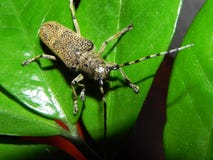 A large beetle Longhorn beetle. A huge beetle with a big mustache. Details and close-up. stock photos A large beetle Longhorn beetle. A huge beetle with a big mustache. Details and close-up. stock photos