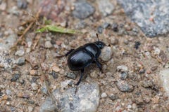 Large black and blue dorbeetle crawling on sand Royalty Free Stock Images Large black and blue dorbeetle crawling on sand Royalty Free Stock Images