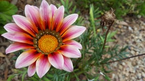 Gazania flower in pink red and yellow wiyh small green leaves. A large brightly coloured red orange pink and white Gazania flower with small green leaves Royalty Free Stock Photos Gazania flower in pink red and yellow wiyh small green leaves. A large brightly coloured red orange pink and white Gazania flower with small green leaves Royalty Free Stock Photos
