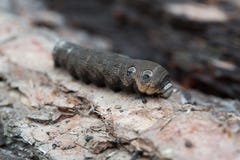 A large brown moth caterpillar. On the pine bark Royalty Free Stock Photo A large brown moth caterpillar. On the pine bark Royalty Free Stock Photo