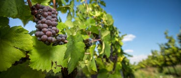 Large bunches of red wine grapes hang from an old vine royalty free stock photo Large bunches of red wine grapes hang from an old vine royalty free stock photo
