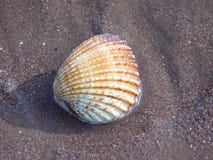 Large cockle shell Sea shells on the sand stock images Large cockle shell Sea shells on the sand stock images