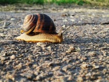 Large grape snail. Snail on the way to the goal. royalty free stock photo Large grape snail. Snail on the way to the goal. royalty free stock photo