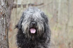 Large gray fluffy scruffy Old English Sheepdog Newfie type dog needs groom Stock Image Large gray fluffy scruffy Old English Sheepdog Newfie type dog needs groom Stock Image