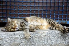 A large gray tabby cat lies on a stone floor near a fence with a lattice Stock Photo A large gray tabby cat lies on a stone floor near a fence with a lattice Stock Photo