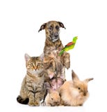 Large group of animals posing. isolated on white background stock image Large group of animals posing. isolated on white background stock image