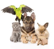 Large group of domestic animals. Isolated on white background stock image Large group of domestic animals. Isolated on white background stock image