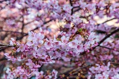 A large group of pink plum blossoms stock photos A large group of pink plum blossoms stock photos