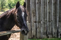 Large horse outside the barn Stock Photography Large horse outside the barn Stock Photography