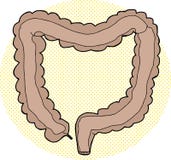 Large Intestine Interior Outline Stock Vector - Illustration of cartoon