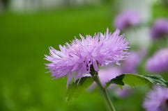 Large light lilac flowers. Growing in a meadow royalty free stock photo Large light lilac flowers. Growing in a meadow royalty free stock photo