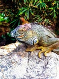 A large lizard sits on a rock royalty free stock photo A large lizard sits on a rock royalty free stock photo