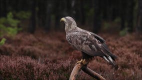 Large and majestic raptor White-tailed eagle, Haliaeetus albicilla perched on a branch