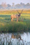 Large Male Greater Kudu Royalty Free Stock Photography