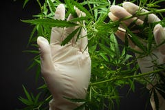 A large number of cannabis flowers the hands of Medetsinsky employee concepts of profuse cultivation stock images A large number of cannabis flowers the hands of Medetsinsky employee concepts of profuse cultivation stock images