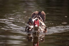 Large older male Muscovy duck Cairina moschata stock photo Large older male Muscovy duck Cairina moschata stock photo