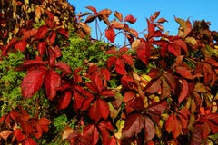 Large red grape leaves in the foreground, background royalty free stock image Large red grape leaves in the foreground, background royalty free stock image