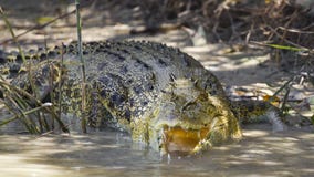 Large saltwater crocodile Royalty Free Stock Image Large saltwater crocodile Royalty Free Stock Image