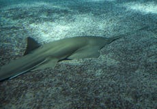 Large sawfish, also known as carpenter shark. stock photography Large sawfish, also known as carpenter shark. stock photography