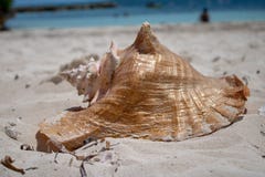 Large shell on a tropical beach stock photography Large shell on a tropical beach stock photography