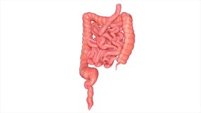 Large and small intestine