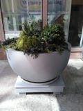 Large stone pot with small shrubs on wooden platform. royalty free stock image Large stone pot with small shrubs on wooden platform. royalty free stock image