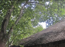 LARGE TREE OVER GRASS ROOF OF A BUILDING Royalty Free Stock Image LARGE TREE OVER GRASS ROOF OF A BUILDING Royalty Free Stock Image
