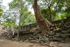 A large tree that rises over the wall that collapses. of Bayon Temple at Angkor Thom. stock photo A large tree that rises over the wall that collapses. of Bayon Temple at Angkor Thom. stock photo