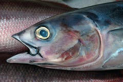 flat fish with eyes on one side flat fish with eyes on one side