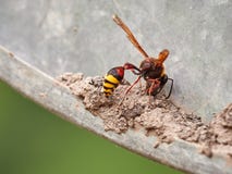 A large wasp Eumenes builds a nest from the ground stock photography A large wasp Eumenes builds a nest from the ground stock photography