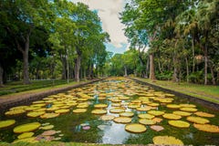 Large water lilies botanical Garden Pamplemousses, Mauritius. stock photography Large water lilies botanical Garden Pamplemousses, Mauritius. stock photography