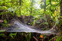 Large Web Spider