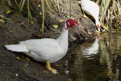 A large white duck at the edge of a pond Royalty Free Stock Image A large white duck at the edge of a pond Royalty Free Stock Image
