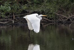 Large White Great Egret Heron Bird Flying Stock Images