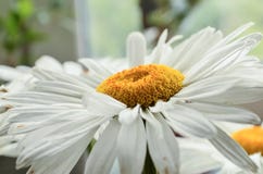 Large white summer gerberas close up under sunshine. royalty free stock image Large white summer gerberas close up under sunshine. royalty free stock image