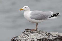 larus argentatus mewy śledzia zdjęcie royalty free larus argentatus mewy śledzia zdjęcie royalty free