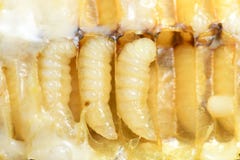 Larv Honey Bee i bikupa arkivbilder Larv Honey Bee i bikupa arkivbilder