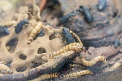 Larva and beetle Tenebrio molitor royalty free stock images Larva and beetle Tenebrio molitor royalty free stock images