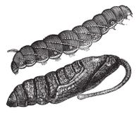 Larva and chrysalis of Sphinx quinquemaculatus vintage engraving