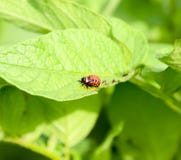 The larva of the Colorado beetle eats a leaf of a potato. royalty free stock photos The larva of the Colorado beetle eats a leaf of a potato. royalty free stock photos