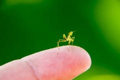 Larva Of The Mantis. Nymph Mantis, Growing Insect. Royalty Free Stock Images
