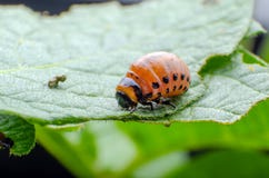 A larva vermelha do besouro de batata de Colorado come as folhas da batata fotos de stock A larva vermelha do besouro de batata de Colorado come as folhas da batata fotos de stock